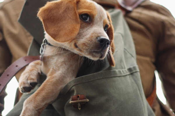 Hypoallergenic puppies and Cats: fantasy or reality?