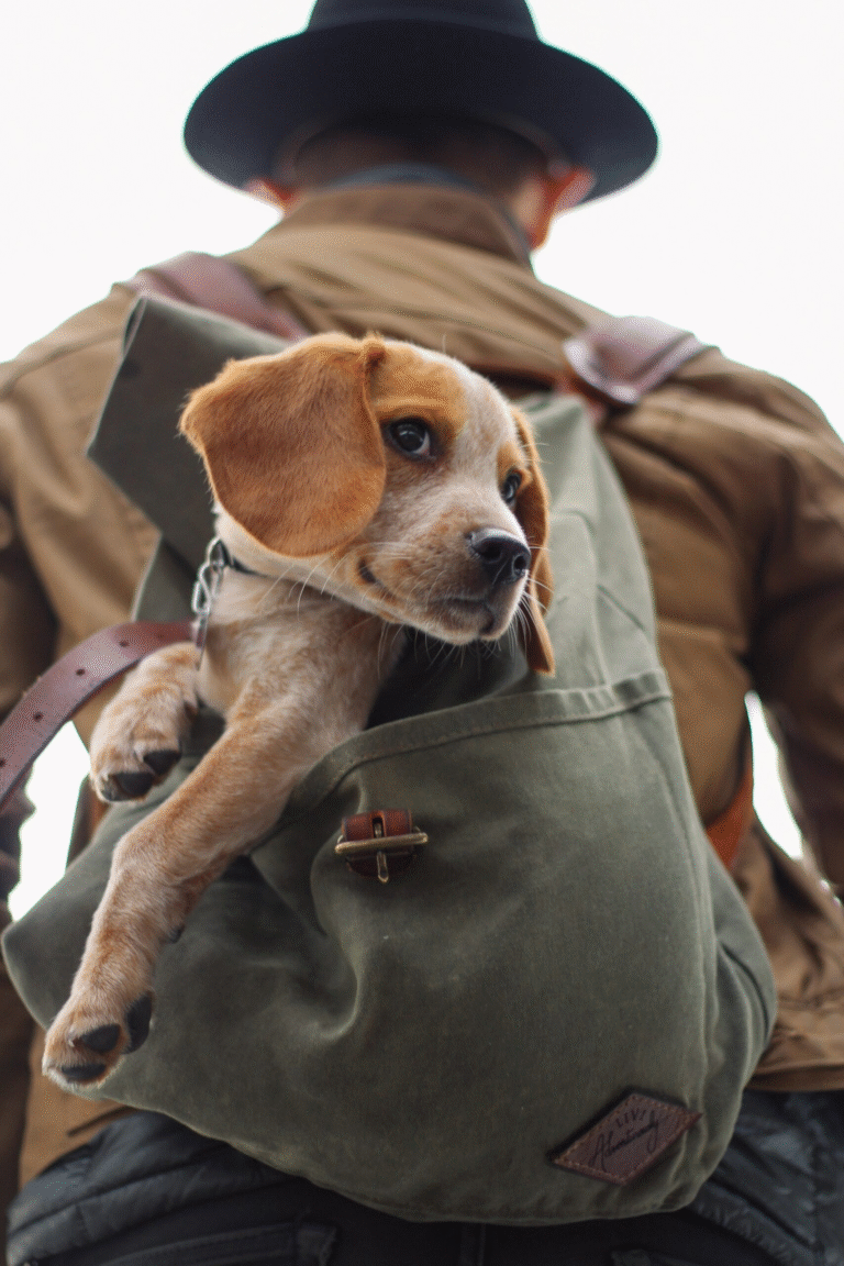 Hypoallergenic puppies and Cats: fantasy or reality?